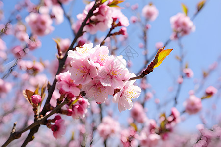桃花开花盛开的桃花树背景