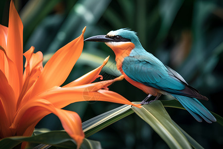花朵和小鸟背景图片