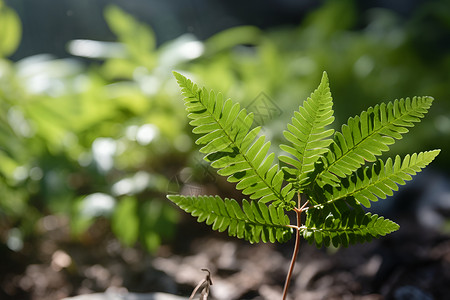 美丽的植物背景图片