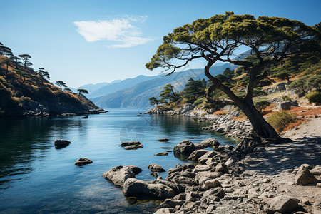 岩石树木的湖泊背景图片