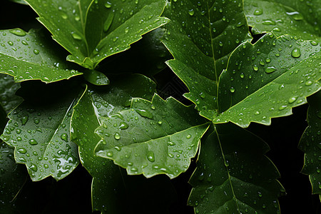 绿叶上的水滴背景图片