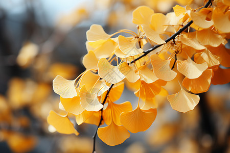 树枝上的金黄叶子背景图片