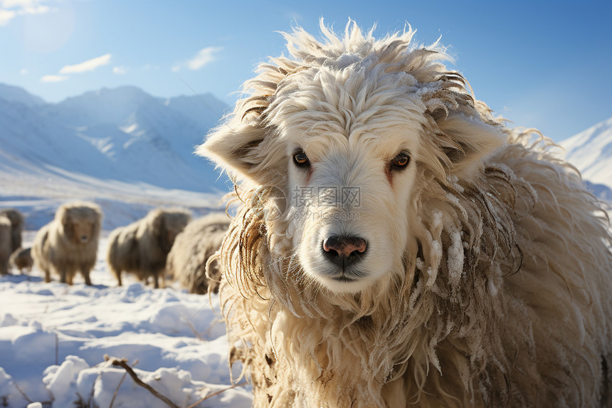 雪地中的羊群图片