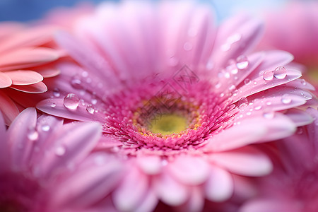 花朵上的水珠背景图片
