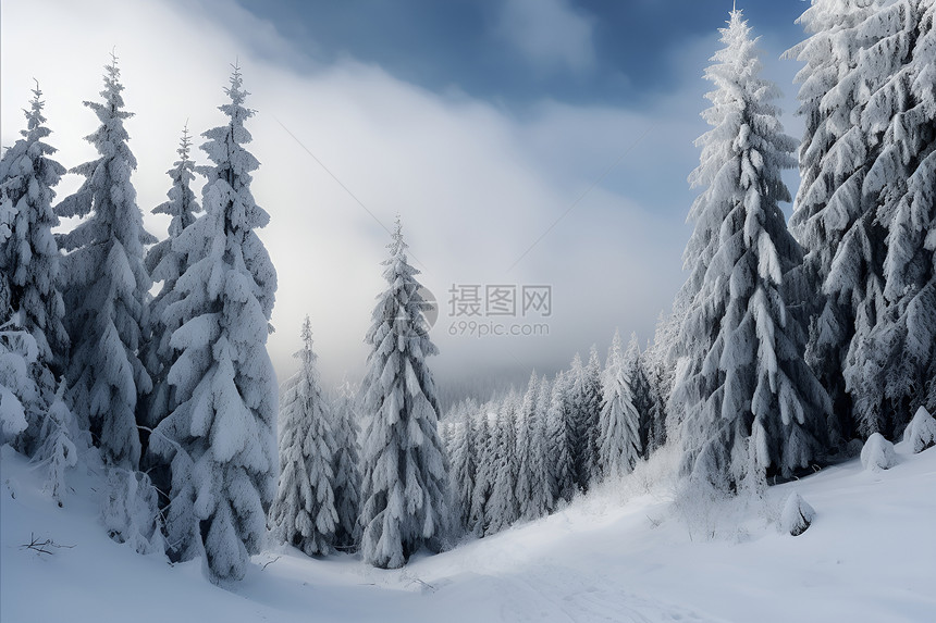 冰雪覆盖的森林图片