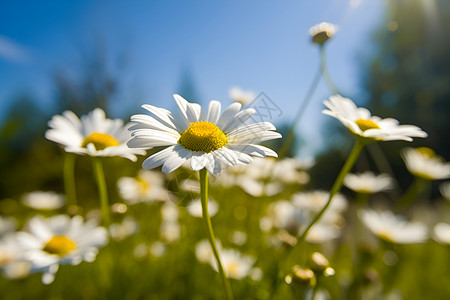 阳光下的盛开的花朵背景图片