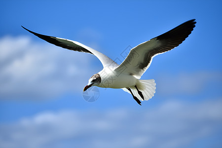 白云海鸥自由翱翔一只海鸥背景
