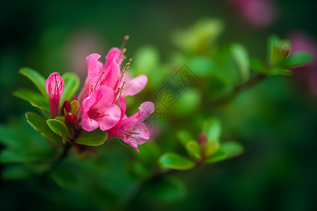 花开枝头背景