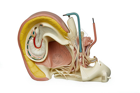 耳朵模型器官腔体高清图片