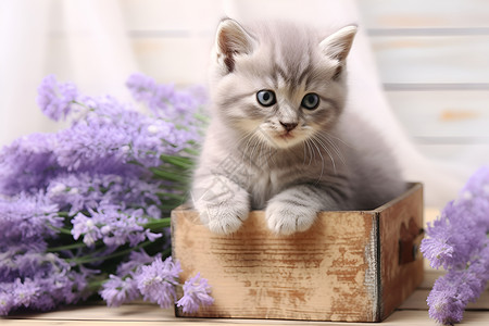 木盒里的小猫与薰衣草花束高清图片