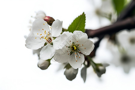 枝头盛开的梨花背景图片