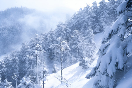 森林覆盖的白雪覆盖的林间背景