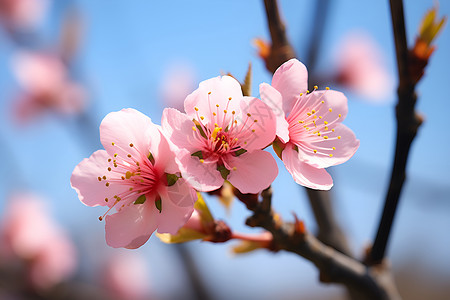 春天的粉红花朵背景图片