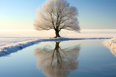 冬日冰湖上的树背景图片
