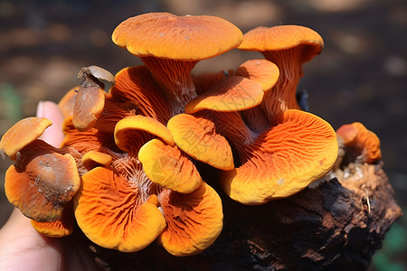 一堆野生菌菇背景图片