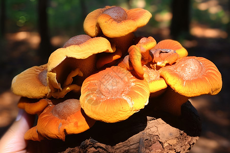 采摘的新鲜菌菇背景图片