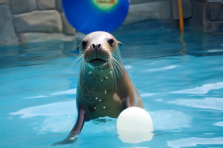 动物游戏戏水的小海狮背景