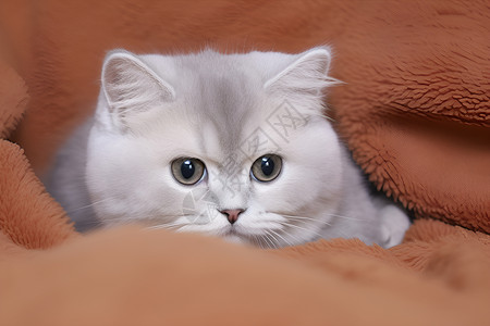 躺在毯子上的猫咪背景图片