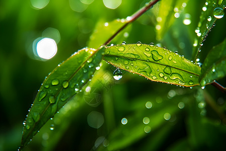 沾满雨滴的绿叶特写背景图片