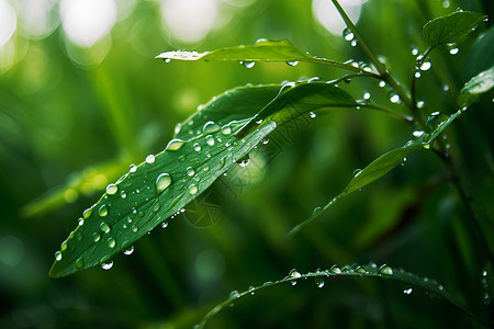 树叶雨滴雨中清新的绿叶背景