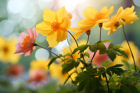 阳光下鲜艳的野花背景图片