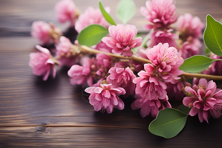 枝头绽放的粉色花朵背景图片