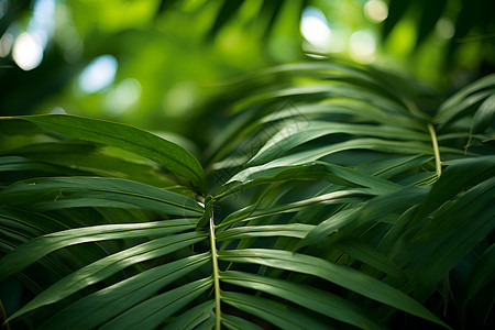 绿意盎然的热带树叶背景图片