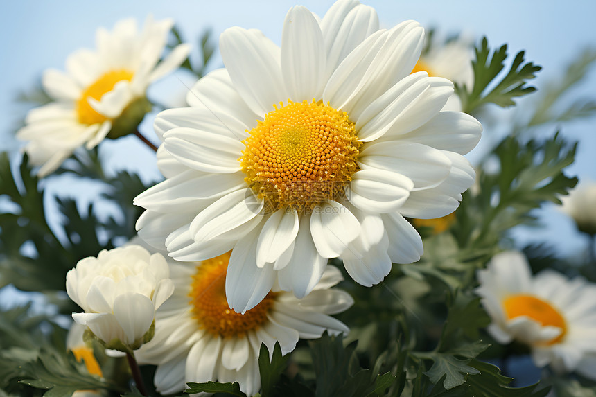 阳光下美丽的白色雏菊图片