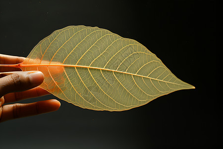 半透明的树叶背景图片