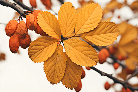 秋季枝叶繁茂的枫树高清图片