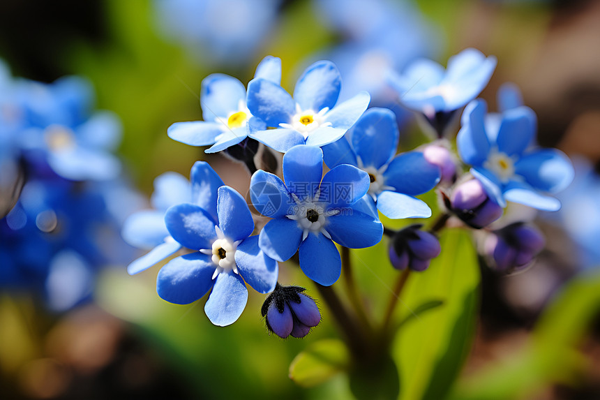 花园中绽放的蓝色花朵图片