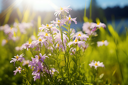 春季花园中绽放的美丽花朵背景图片
