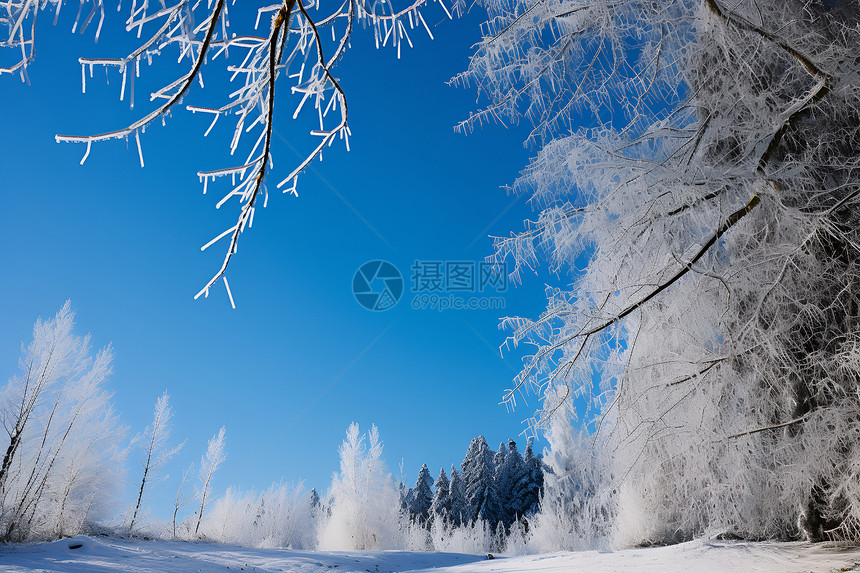 冬季白雪覆盖的森林景观图片