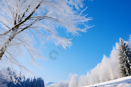 白雪皑皑的丛林景观背景图片