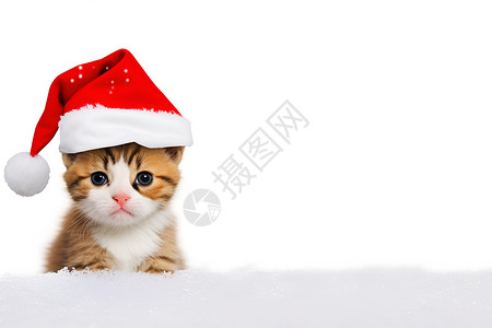 带圣诞帽的宠物猫咪背景图片