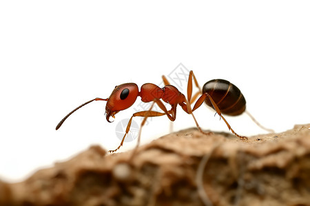 野生动物的蚂蚁高清图片