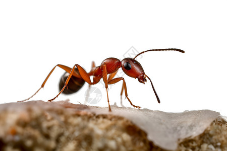 害虫的蚂蚁爬行蚁穴高清图片