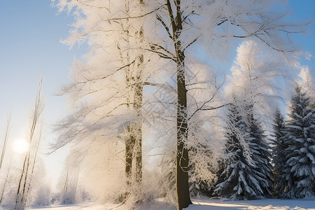 白雪覆盖的大树背景图片