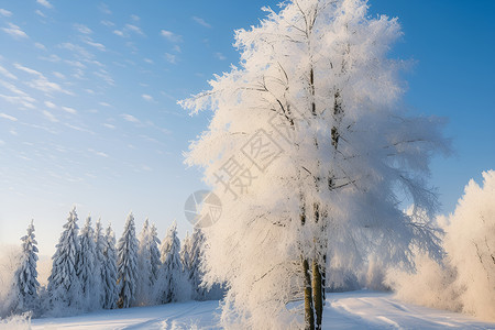 冬季户外的树木背景图片