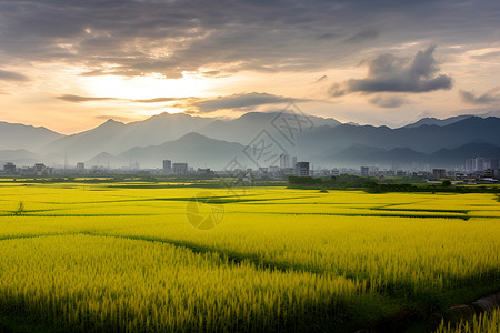 黄昏中的田野背景图片