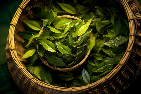 清香的绿茶叶背景图片