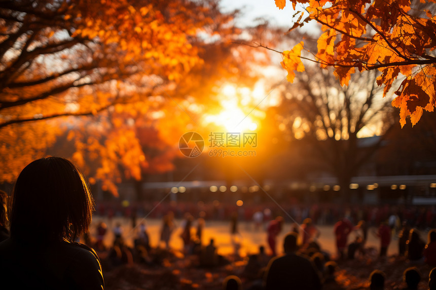 夕阳穿过的树木图片