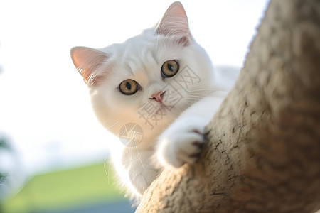 高冷松狮犬高冷的宠物猫背景