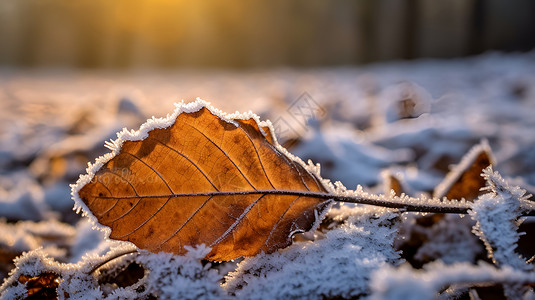 冬日清晨冬日被冰霜覆盖的叶子背景
