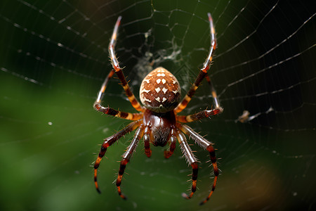 动物腿站在网中央的蜘蛛背景