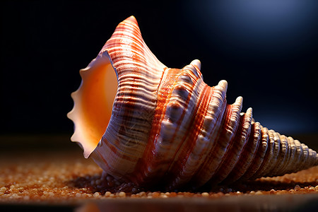 沙砾上的贝壳海螺背景图片