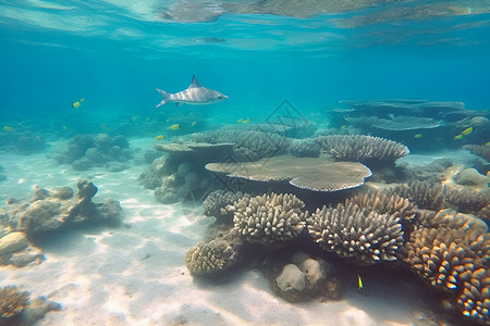 色彩美丽珊瑚海底世界的绚丽色彩背景