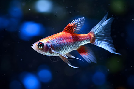 水生生物鱼缸中游泳的金鱼背景