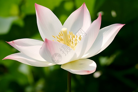 清新自然的白粉色花朵背景图片