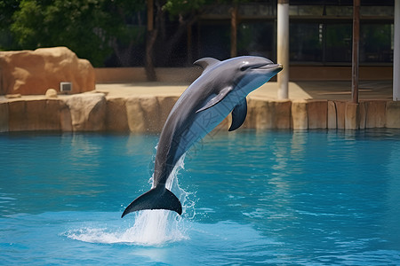 一只海豚背景图片